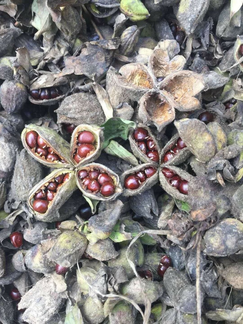 芍药种子，赤芍种子，白芍种子，育苗种子，人工挑拣，价格低