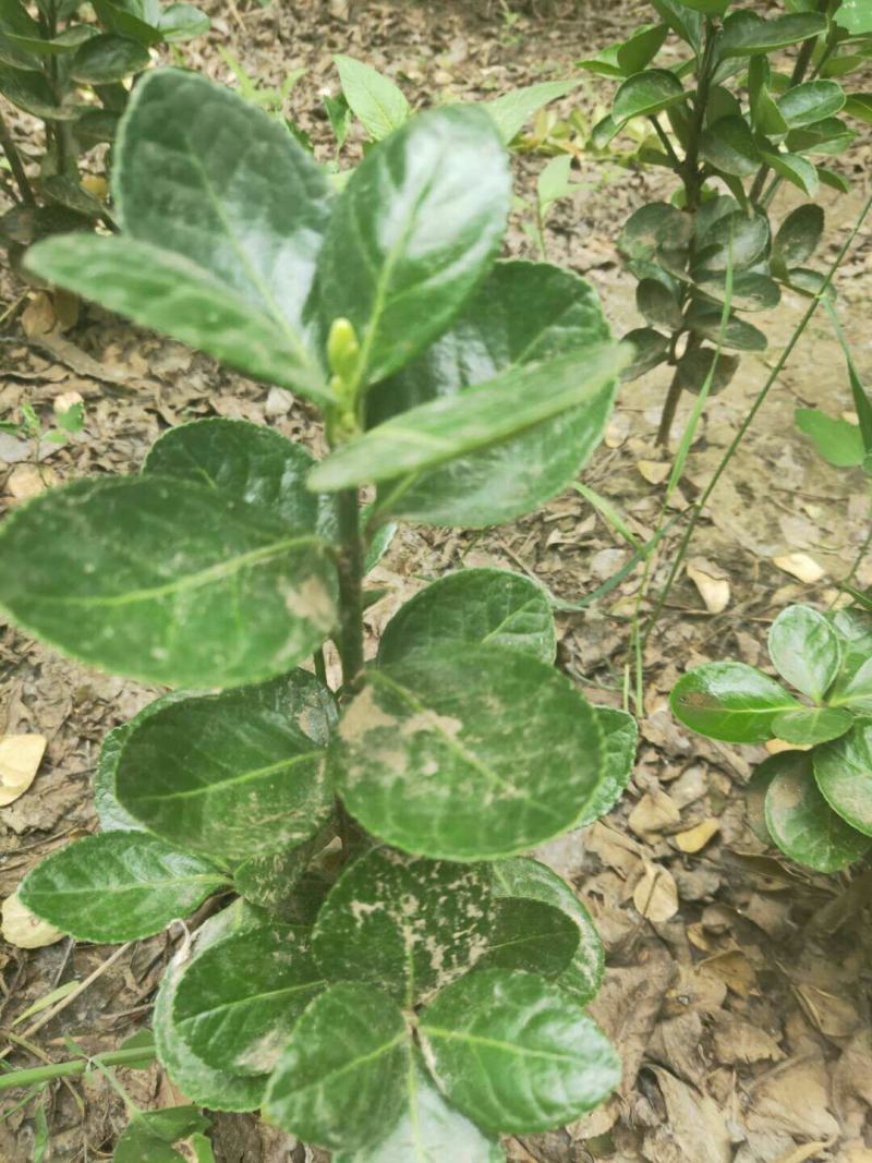 热销优质北海道黄杨小苗床苗色块大量现货自家苗圃