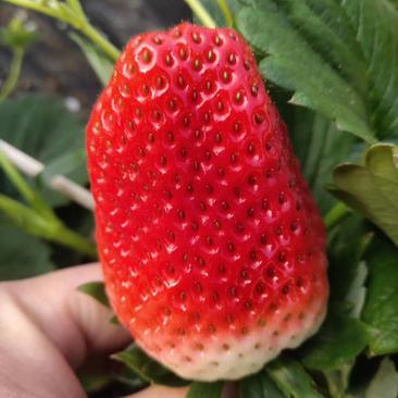 奶油草莓苗子现挖甜宝章姬草莓苗包成活率