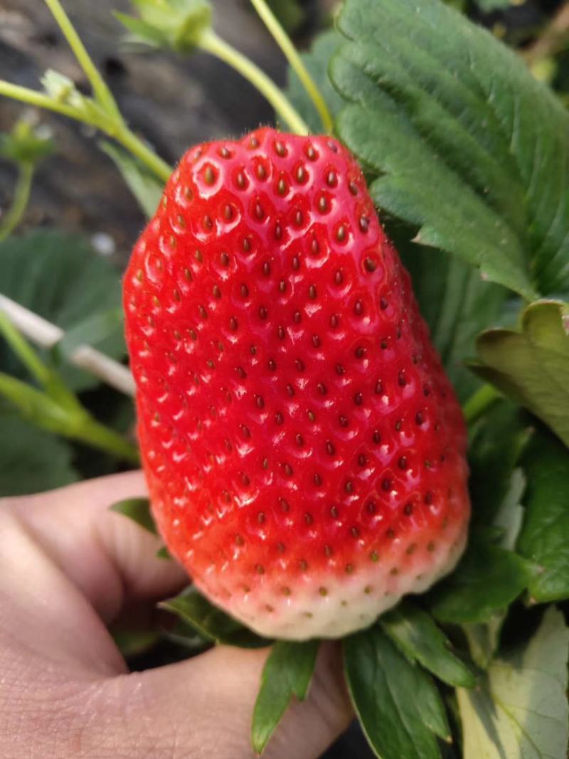 奶油草莓苗子现挖甜宝章姬草莓苗包成活率