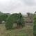 自家苗圃供应小叶女贞孔雀造型基地直销视频看货