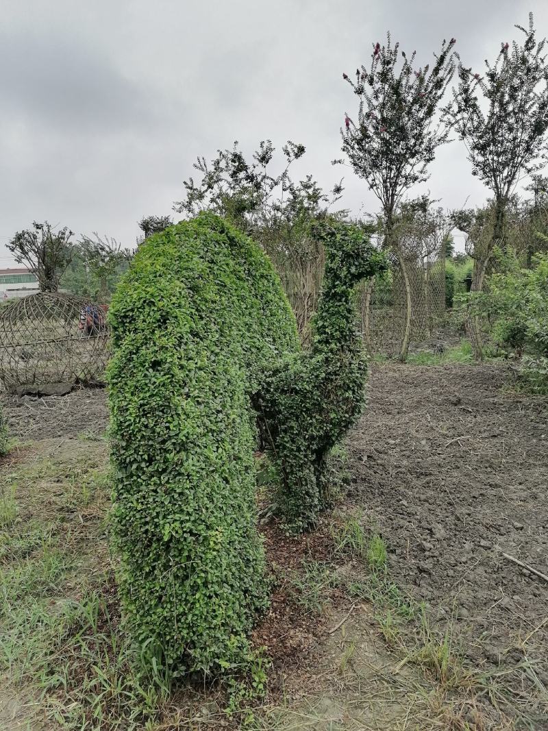 自家苗圃供应小叶女贞孔雀造型基地直销视频看货