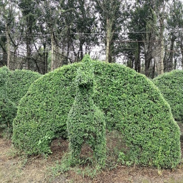 自家苗圃供应小叶女贞孔雀造型基地直销视频看货