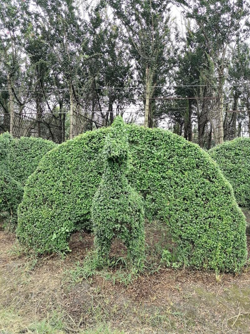 自家苗圃供应小叶女贞孔雀造型基地直销视频看货