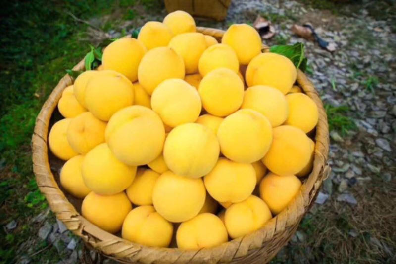 日供炎陵黄桃10000斤，果园直供。