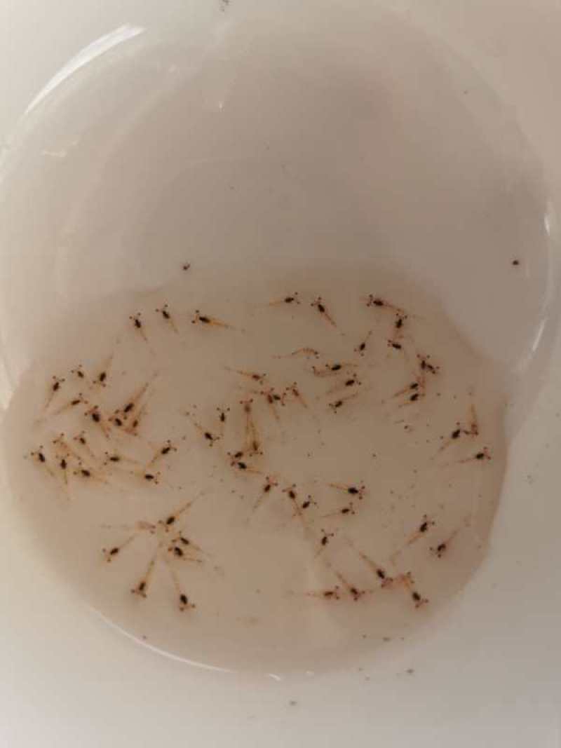 罗氏沼虾苗大量现货供应澳洲淡水龙虾苗南美白对苗