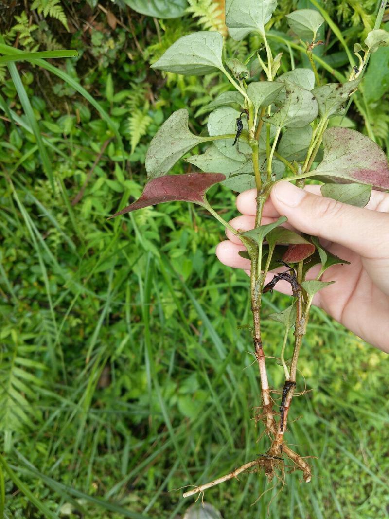 纯野生折耳根鱼腥草、新鲜大山鱼腥草、干折耳根、干鱼腥草叶