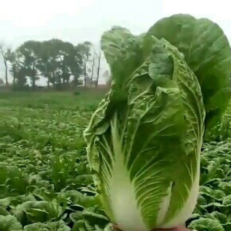 蔚县草沟堡乡精品大白菜～保证质量~全国发货