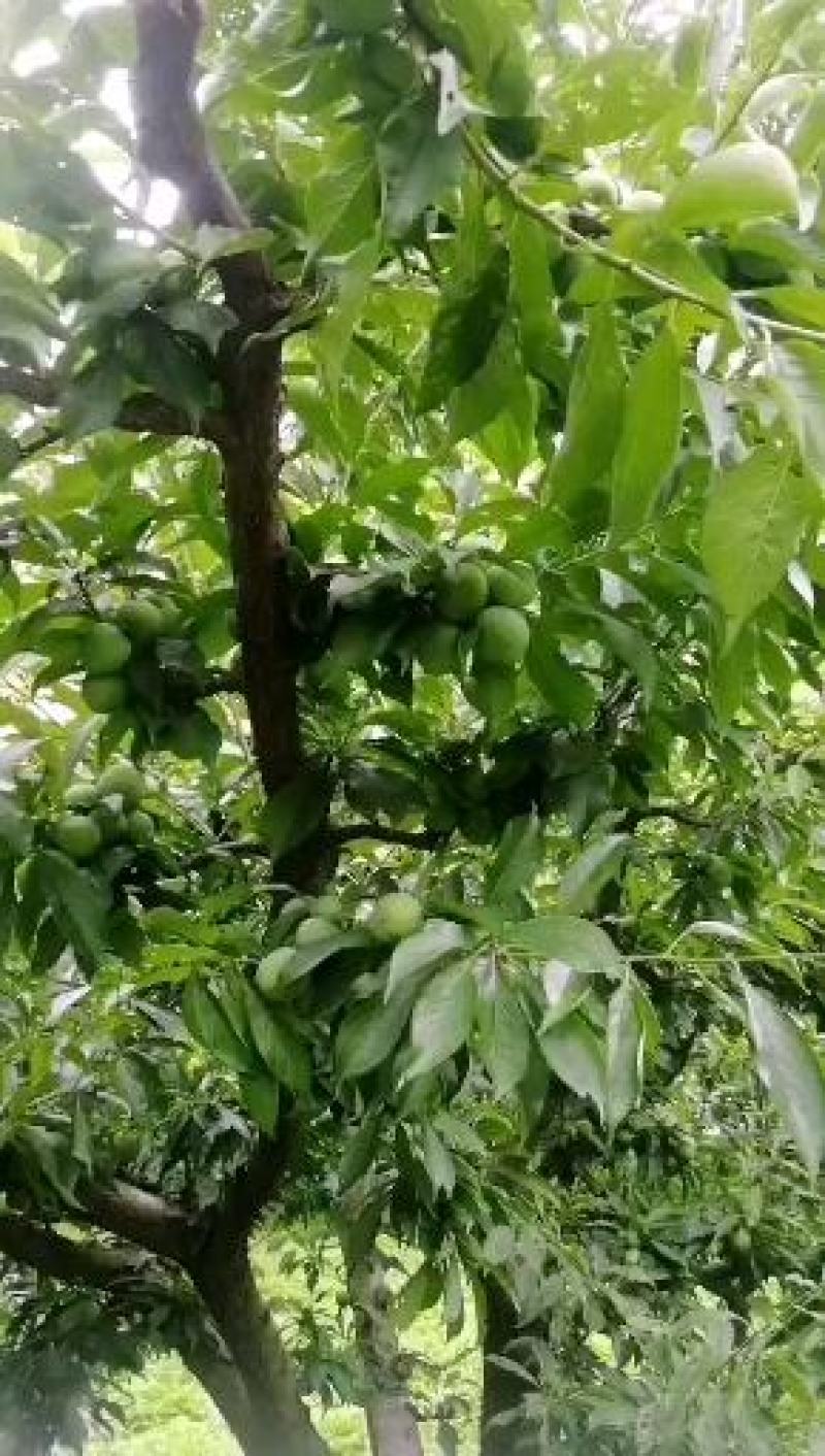阿坝州茂县青脆李大量上市欢迎各位老板前来采购