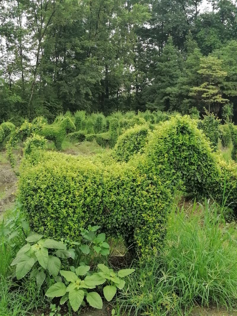 自家苗圃供应小叶女贞造型十二生肖造型基地直销