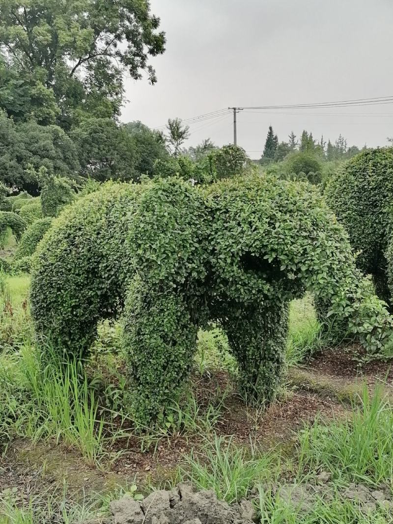 自家苗圃供应小叶女贞造型十二生肖造型基地直销