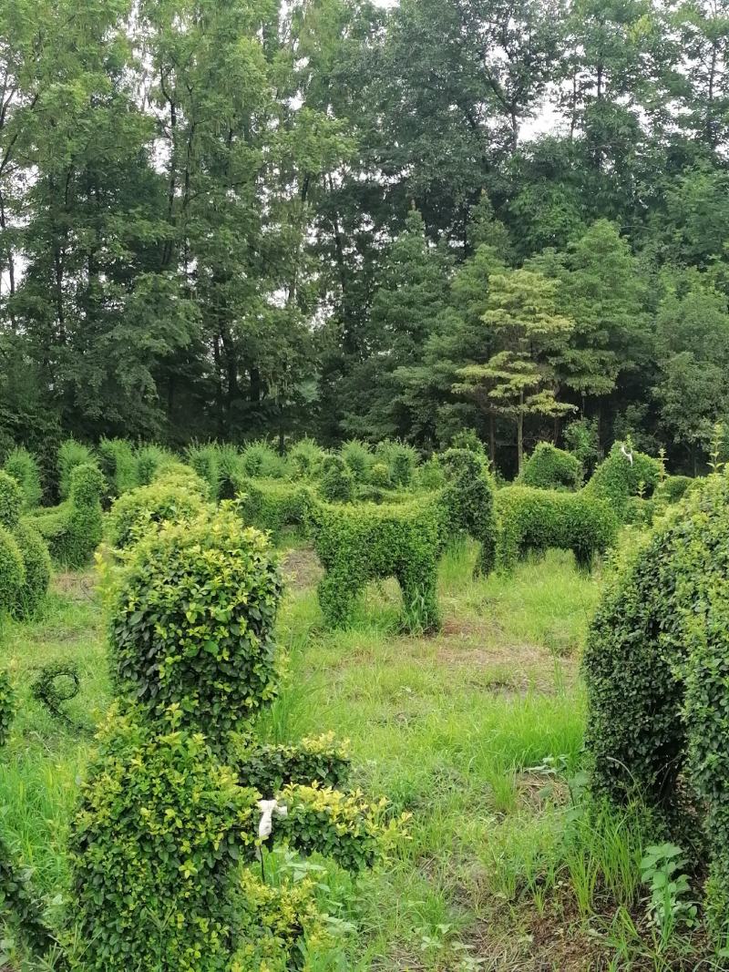 自家苗圃供应小叶女贞造型十二生肖造型基地直销
