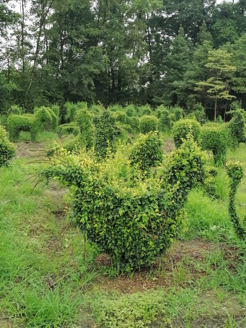 自家苗圃供应小叶女贞造型十二生肖造型基地直销