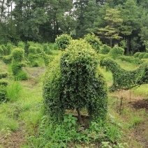 自家苗圃供应小叶女贞造型十二生肖造型基地直销