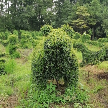自家苗圃供应小叶女贞造型十二生肖造型基地直销