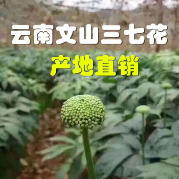 三七花田七花精选特级云南文山产地直销可视频看货