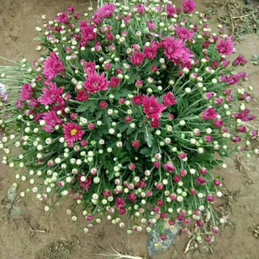 千头菊观赏菊大菊花九月菊菊球