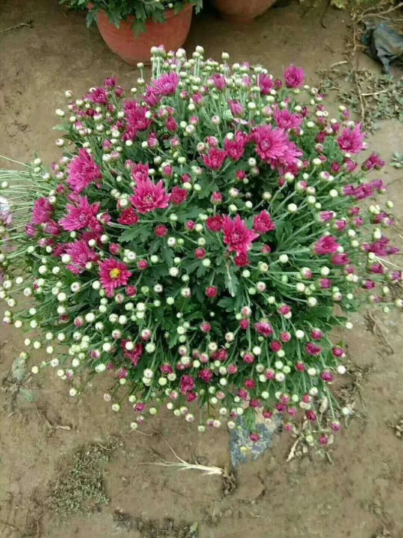 千头菊观赏菊大菊花九月菊菊球