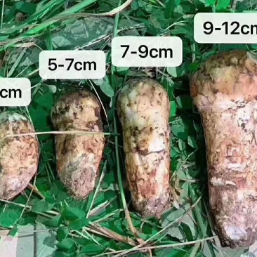9-12香格里拉野生松茸不包邮