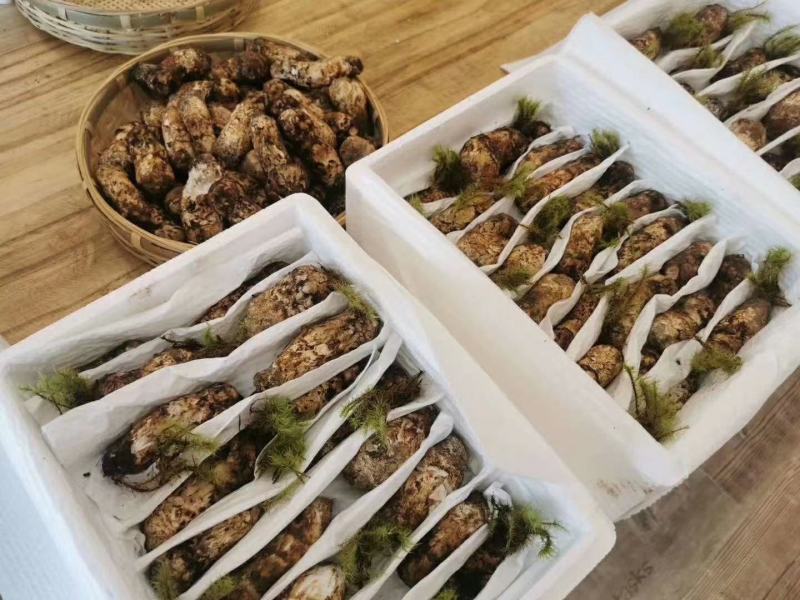 9-12香格里拉野生松茸不包邮
