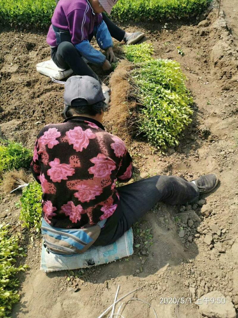 热销优质金叶女贞小苗床苗基地直供苗圃常年现货供应