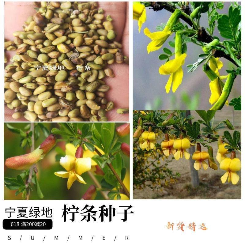 柠条种子新小叶劲鸡柠条种子灌木种子