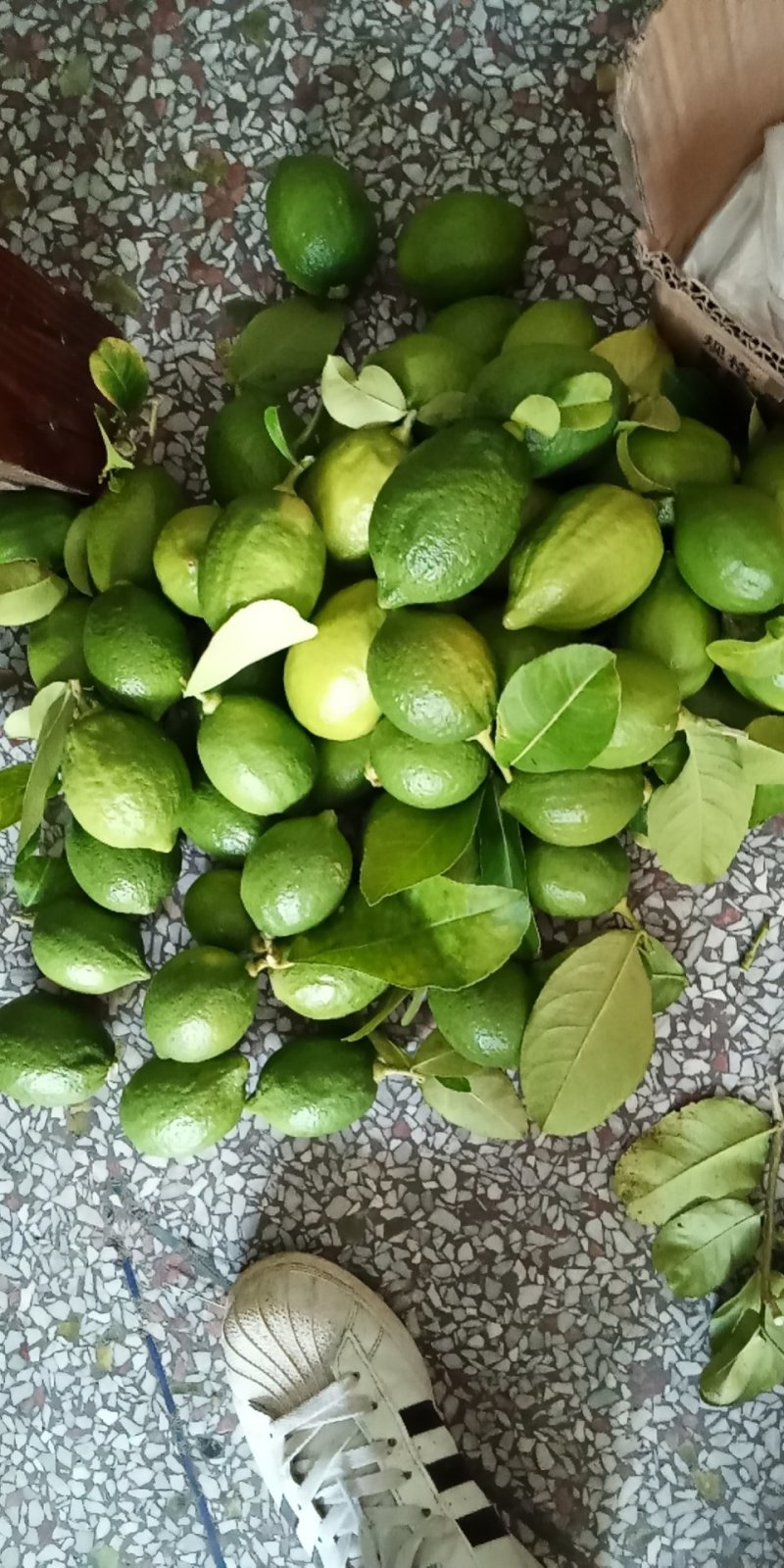 香水柠檬