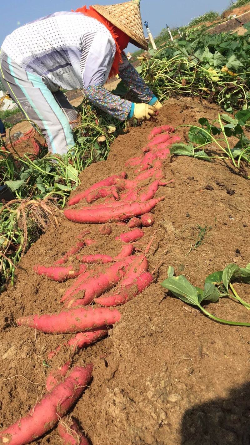 【基地直发】六鳌红薯货源充足常年供应对接各大批发及商超