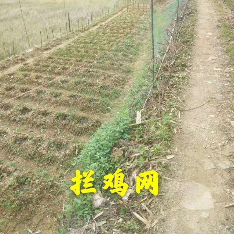养鸡网，养殖网，防鸟网，包邮到家，快速发货！