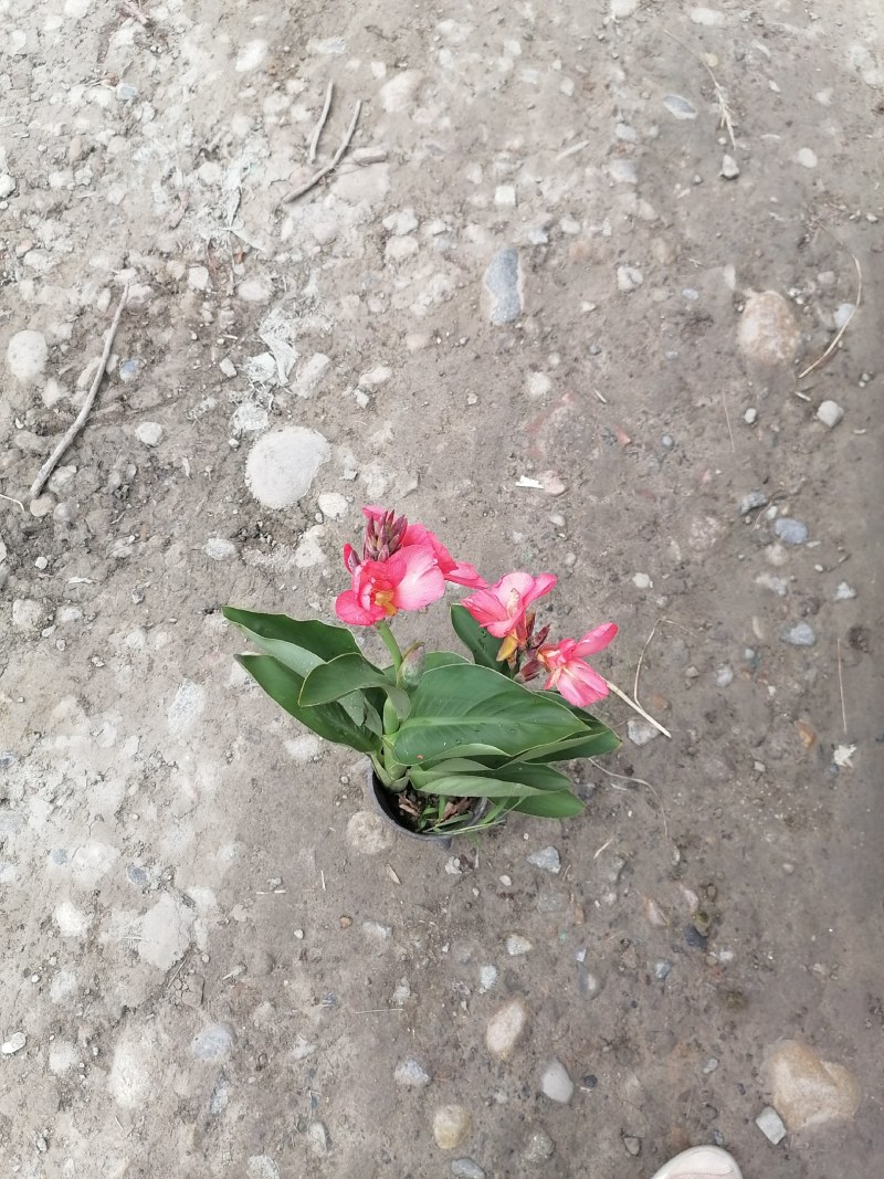 红花美人蕉双色杯杯苗40-50，冠幅20-30公分