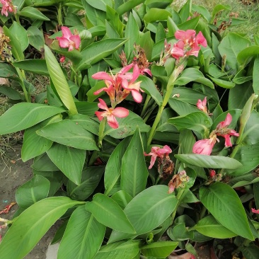 红花美人蕉双色杯杯苗40-50，冠幅20-30公分