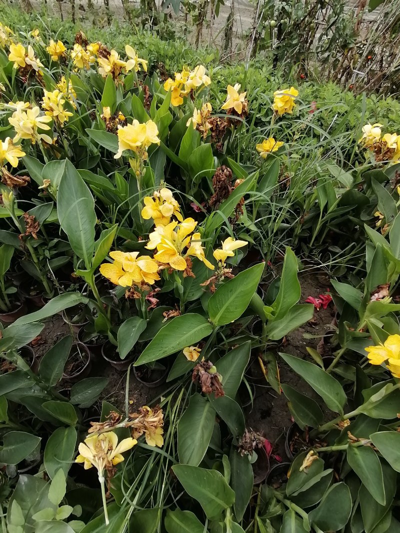 黄花美人蕉双色杯杯苗40-50公分，冠幅20-30公分
