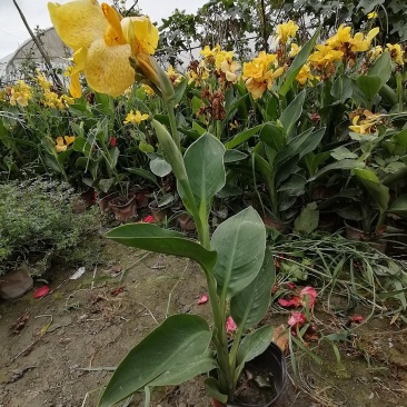 黄花美人蕉双色杯杯苗40-50公分，冠幅20-30公分