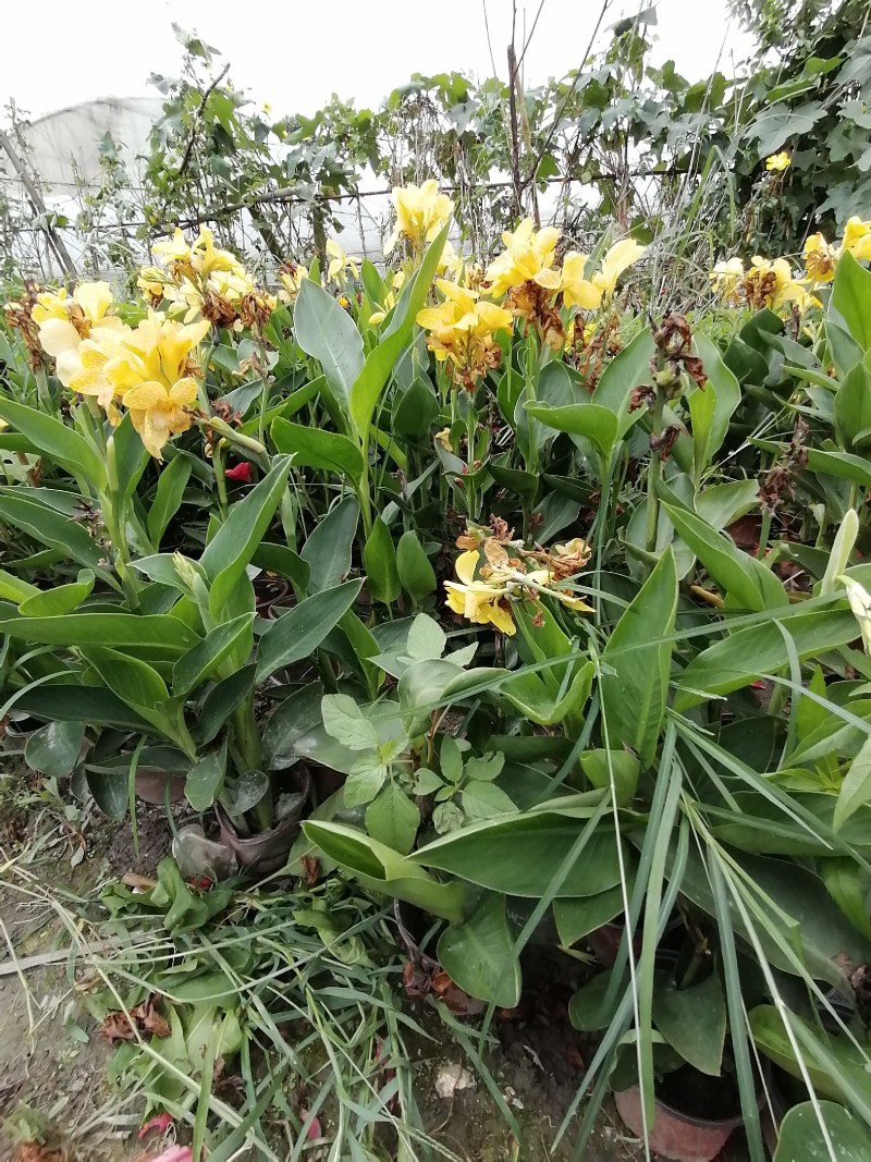 黄花美人蕉双色杯杯苗40-50公分，冠幅20-30公分