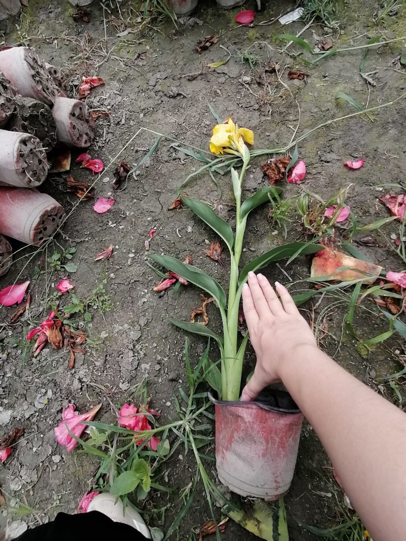 黄花美人蕉双色杯杯苗40-50公分，冠幅20-30公分