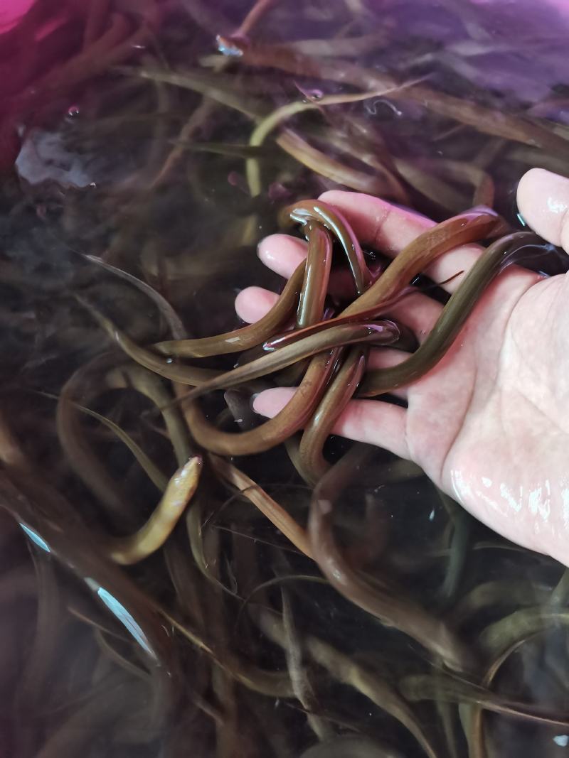 场地直销，工人养殖，黄鳝苗正大9号，良种优质，快大品种