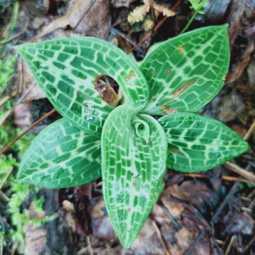 云南香格里拉野生金线草