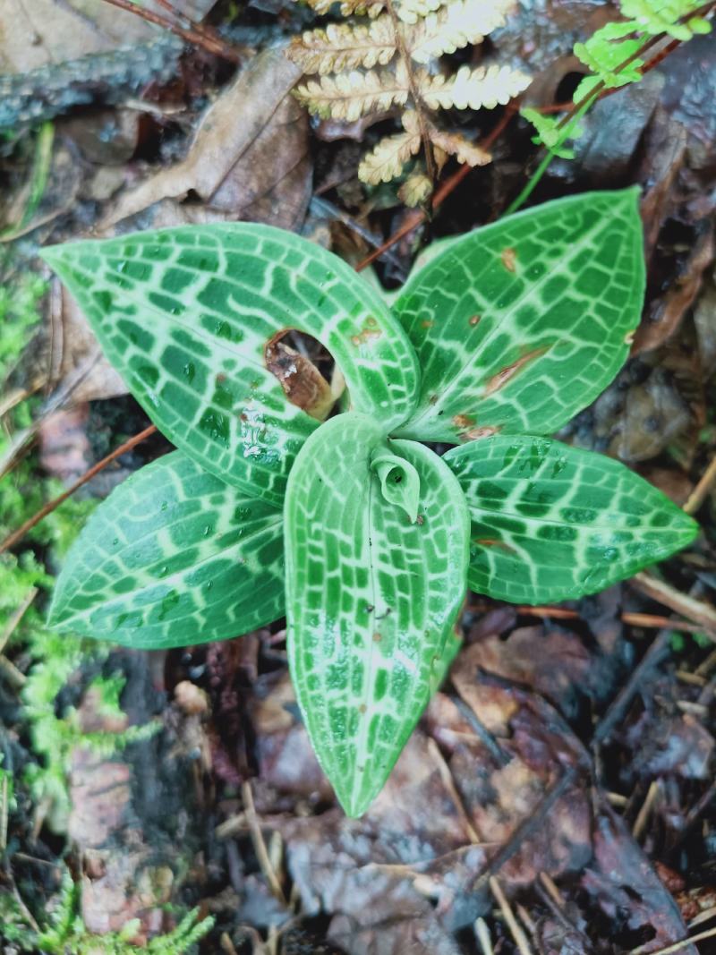 云南香格里拉野生金线草