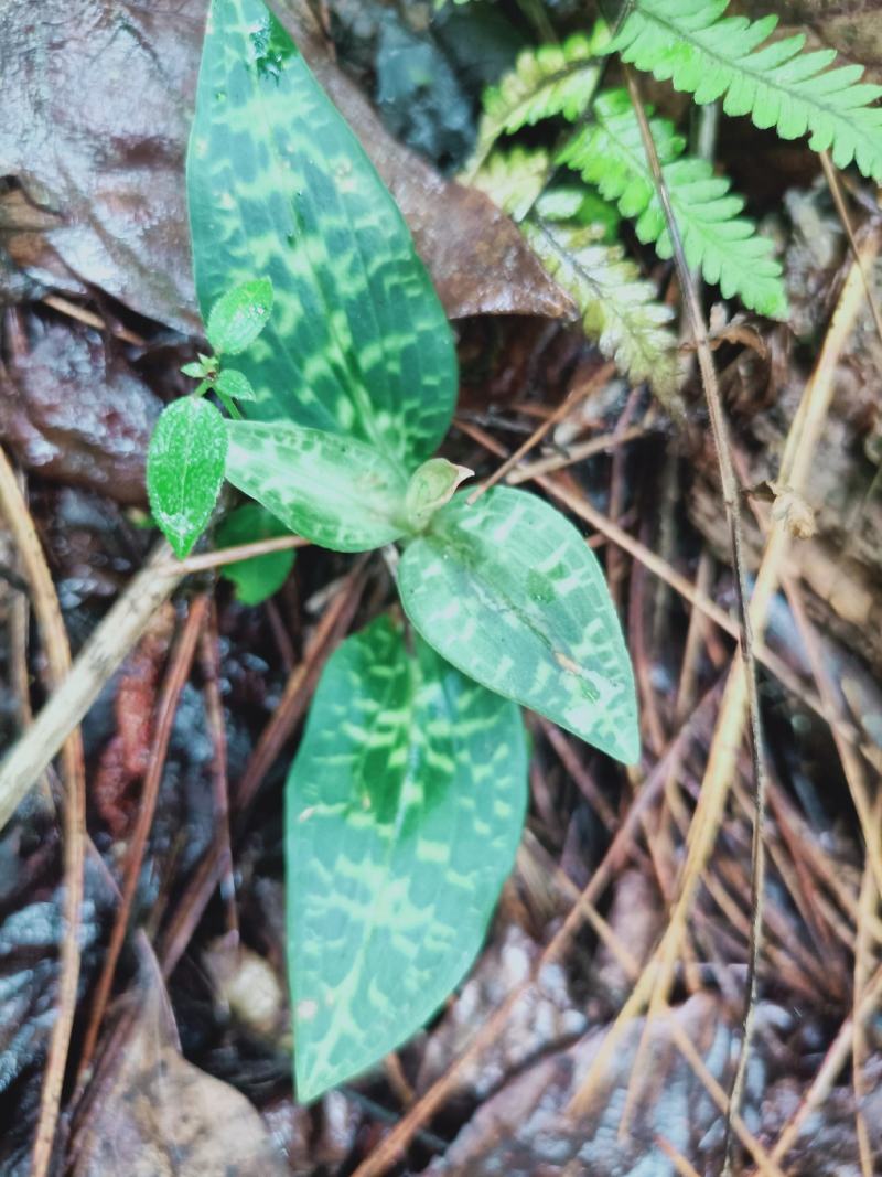 云南香格里拉野生金线草