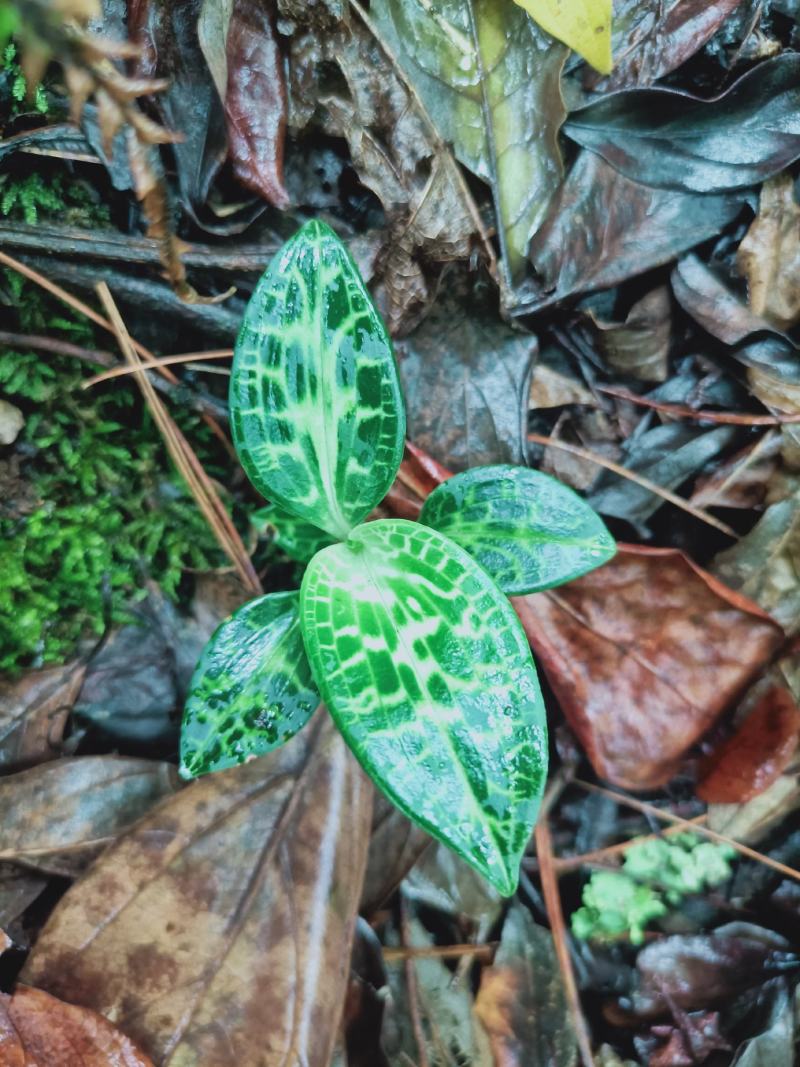 云南香格里拉野生金线草