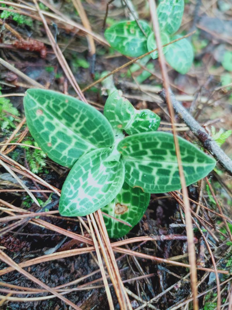 云南香格里拉野生金线草