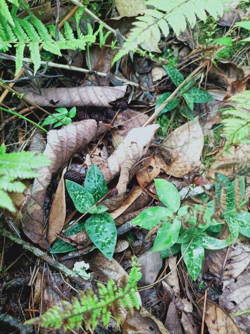 云南香格里拉野生金线草