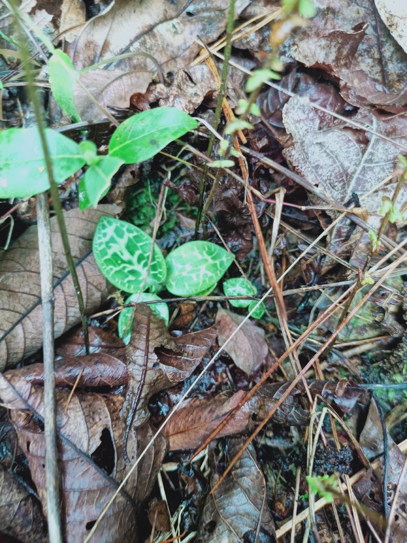 云南香格里拉野生金线草