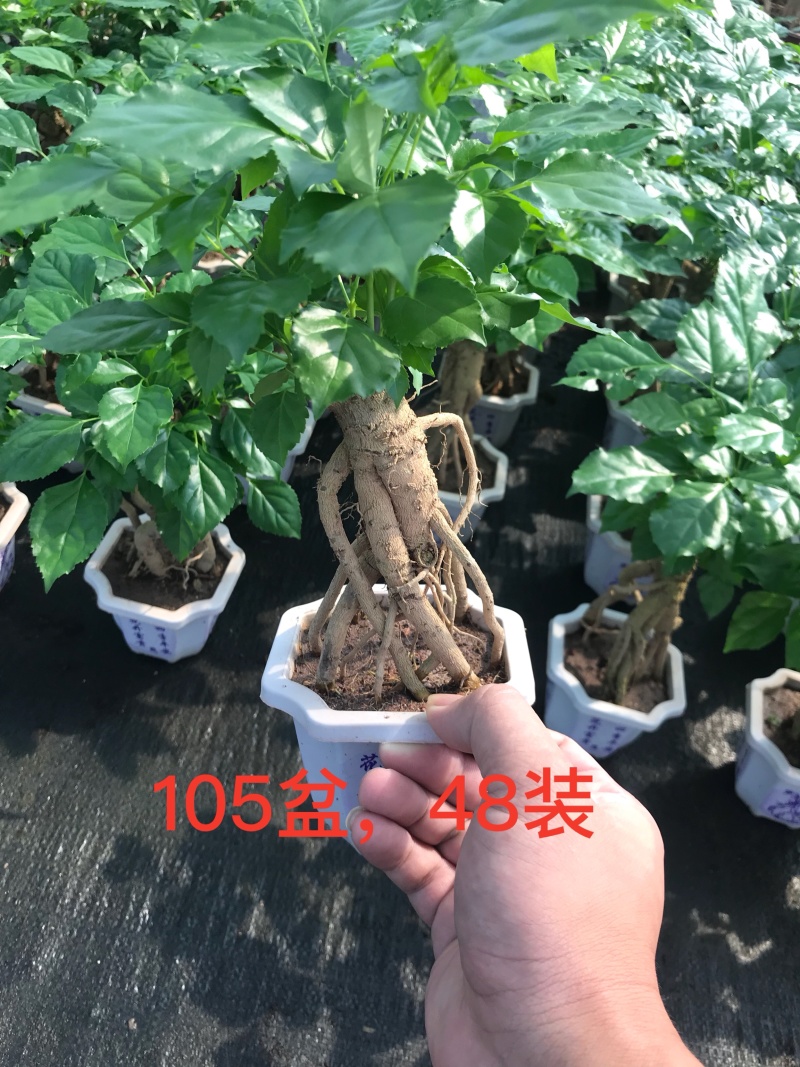 幸福树(提根绿宝)大小规格齐全，货源充足，整箱销售