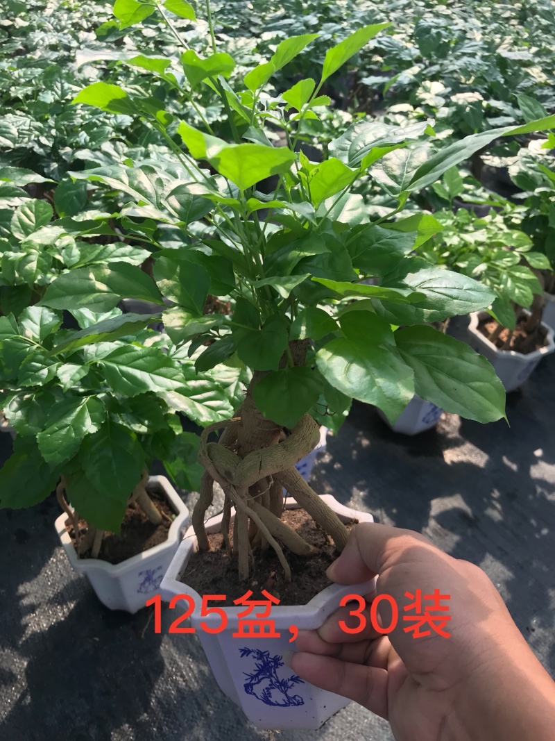 幸福树(提根绿宝)大小规格齐全，货源充足，整箱销售