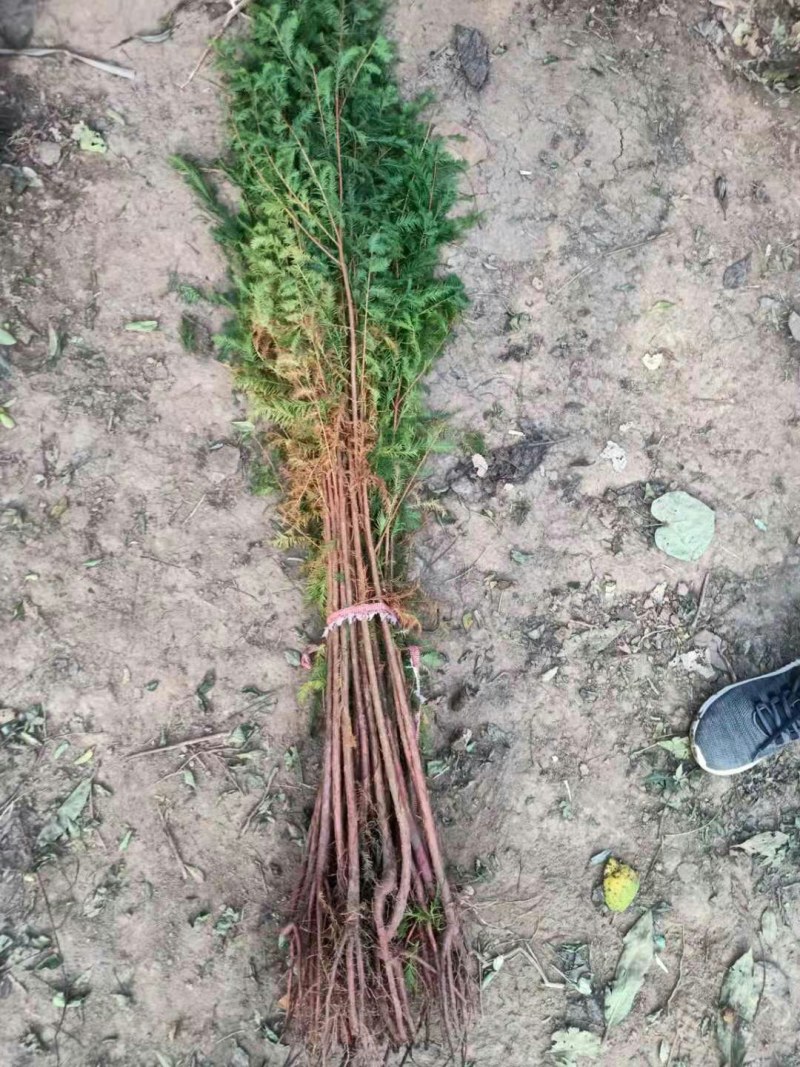优质水杉树苗水杉苗杉树苗小苗适合河边农田庭院行道树南北方
