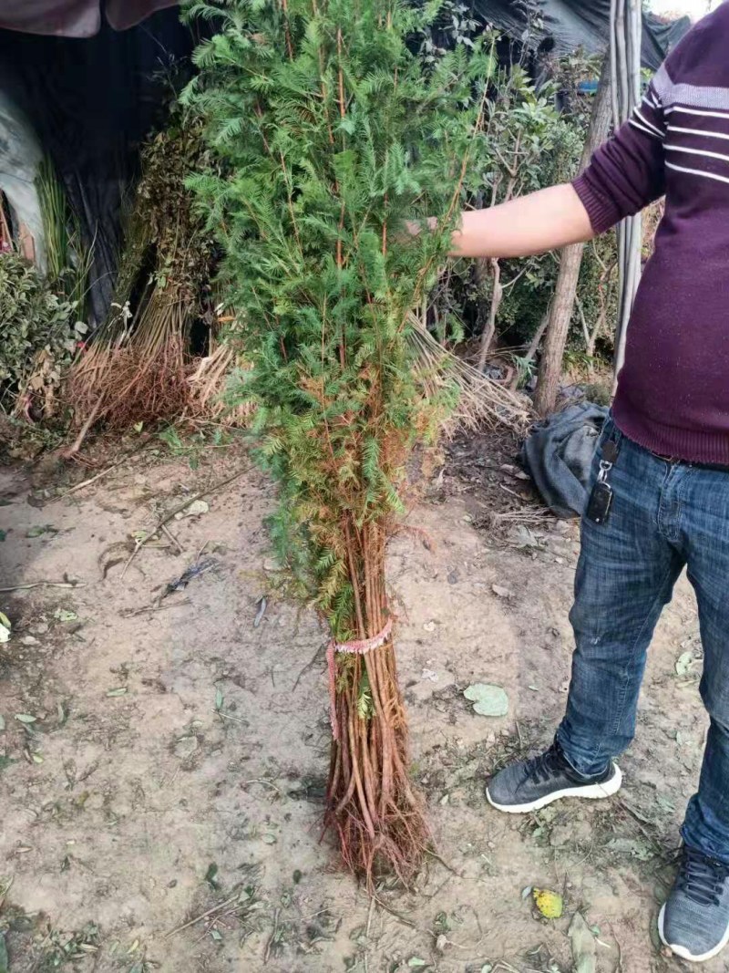 优质水杉树苗水杉苗杉树苗小苗适合河边农田庭院行道树南北方