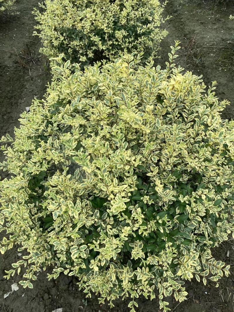 自家苗圃供应金姬小蜡球基地直销视频看货保质保量