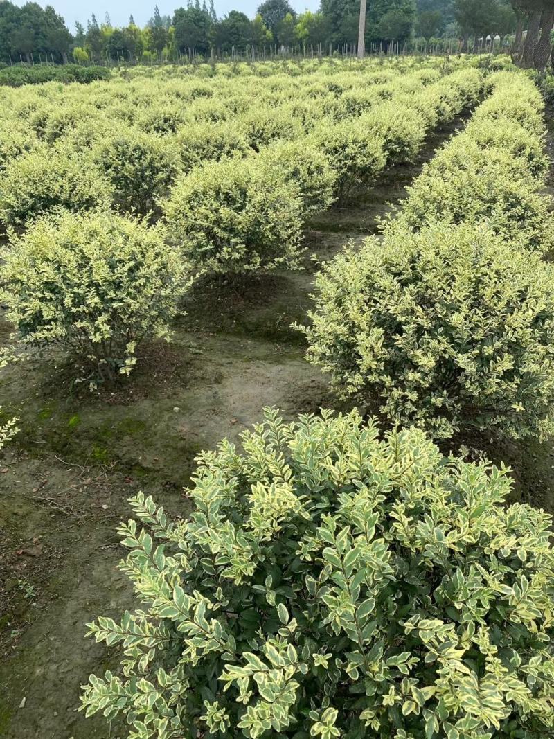 自家苗圃供应金姬小蜡球基地直销视频看货保质保量