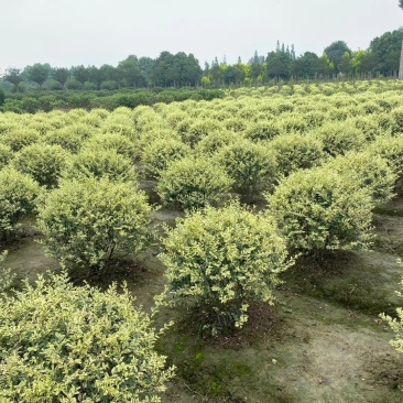 自家苗圃供应金姬小蜡球基地直销视频看货保质保量